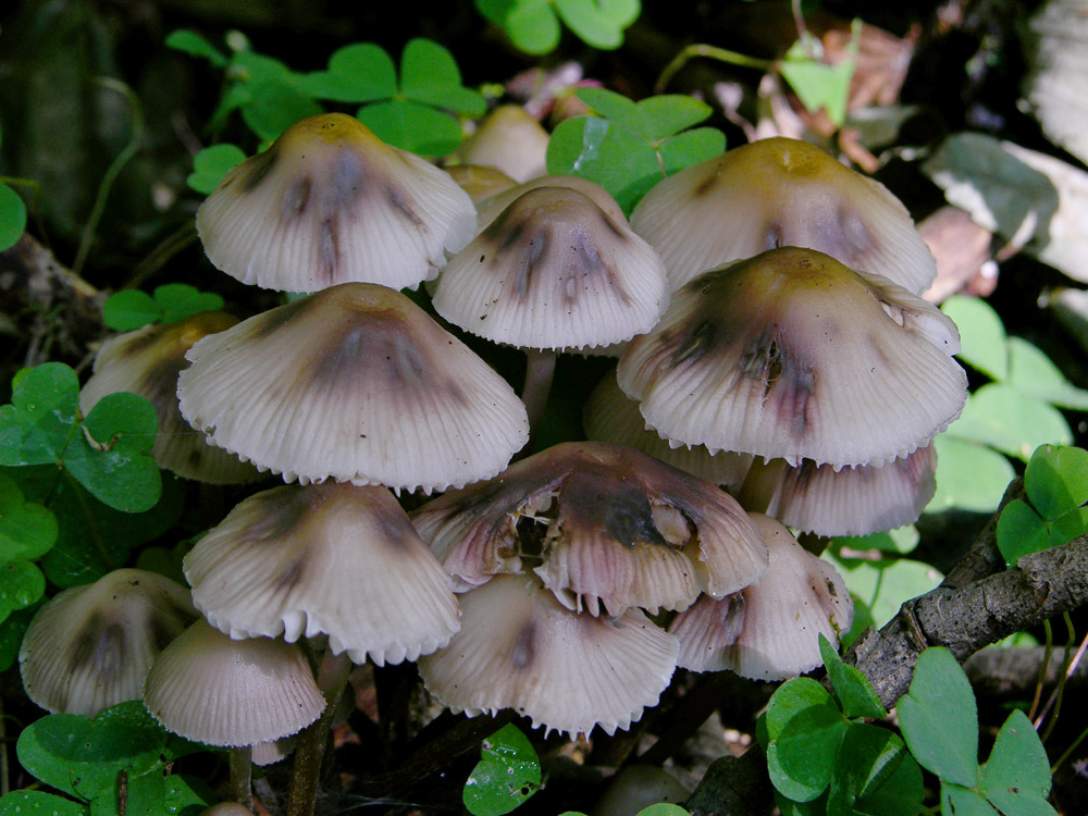 Tre vecchi ritrovamenti aspetando la pioggia